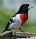 Rose-Breasted Grosbeak